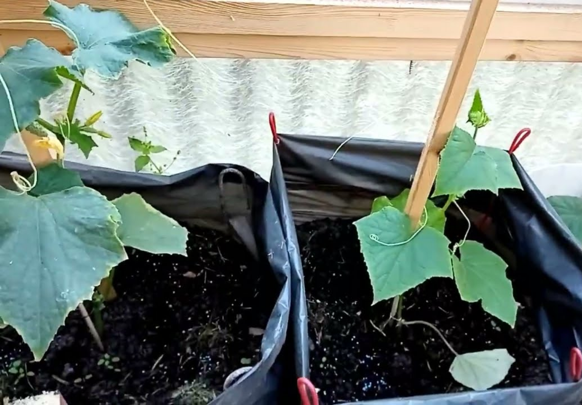 Ранние огурцы в мешках: проверенный способ для холодного климата