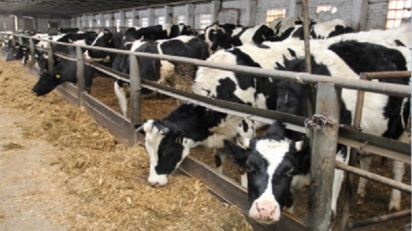 Массовый забой скота начнётся и на Кубани?