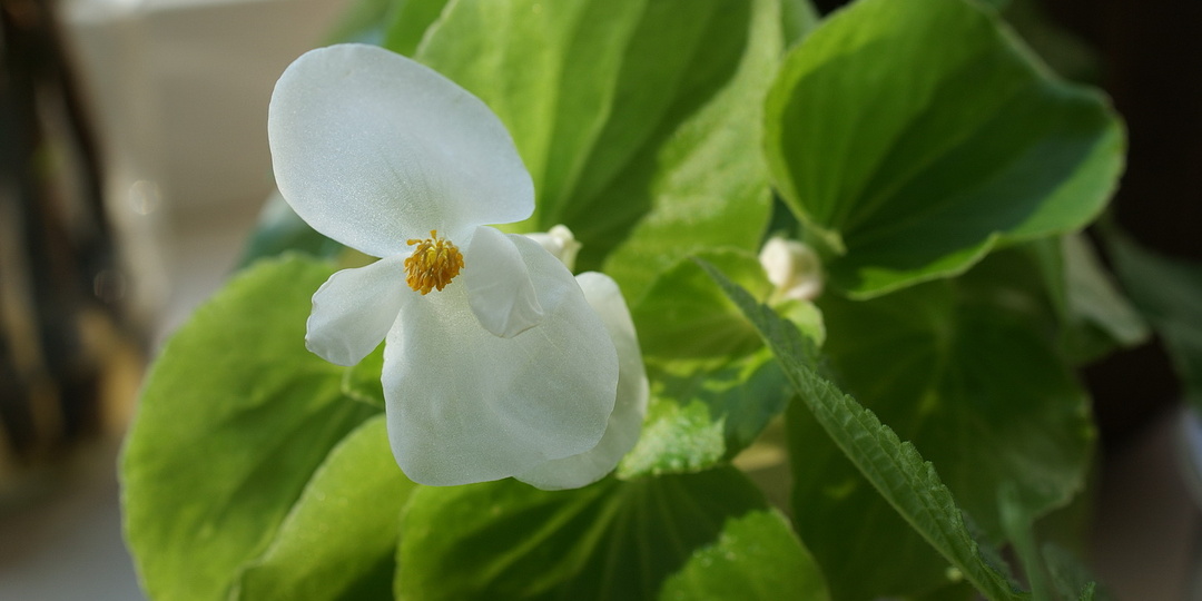 Весенние подарочки от Анны