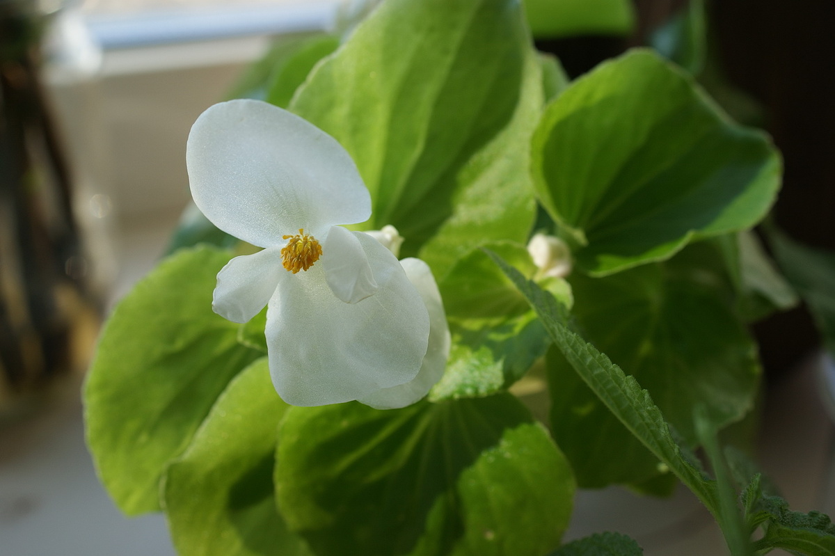 Бегония вечноцветущая. В этот раз осенними черенками не буду размножать, кустом буду хранить. 
