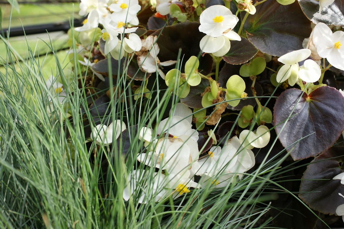 Бегония вечноцветущая. 