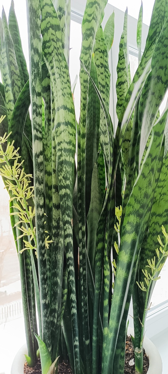 Цветы, цветут 