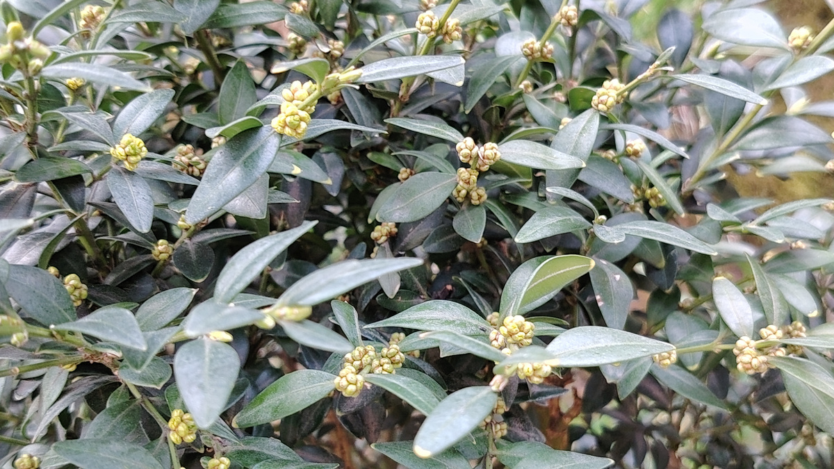 Цветущий самшит