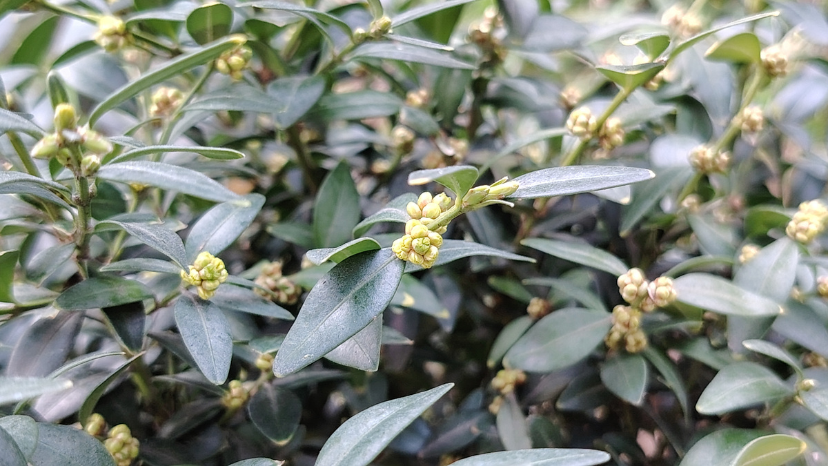 Самшит цветёт. Листайте галерею ▶️