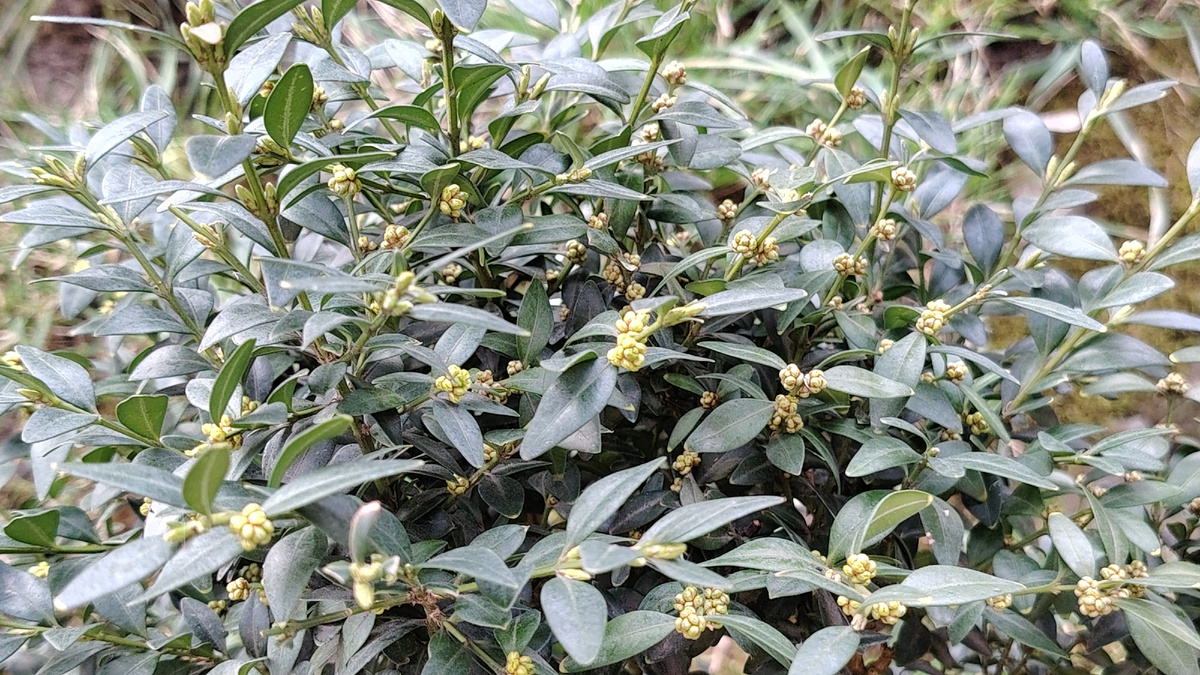 Самшит цветёт. Листайте галерею ▶️