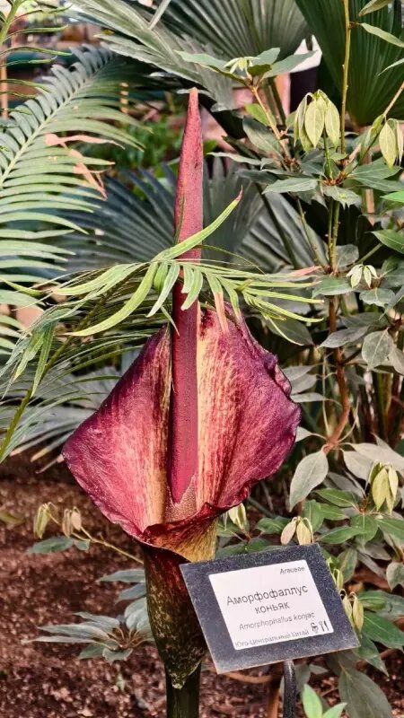    Фото: ТГ-канал