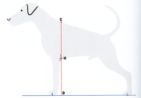 CH = HD = 1/2 CD
