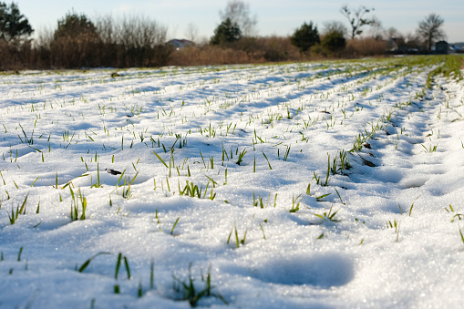 Изображение из открытых источников