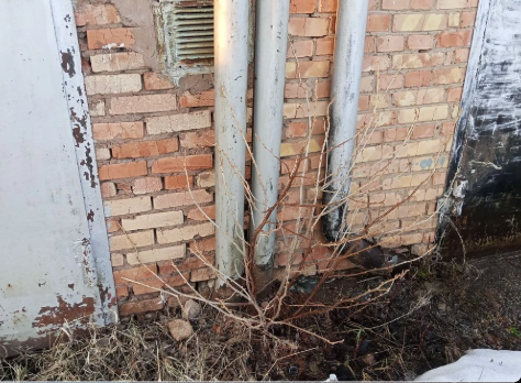 Почки уже набухают