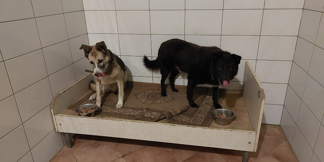 !!SOS!! Помогите закрыть долг на оплату корма для пенсионеров