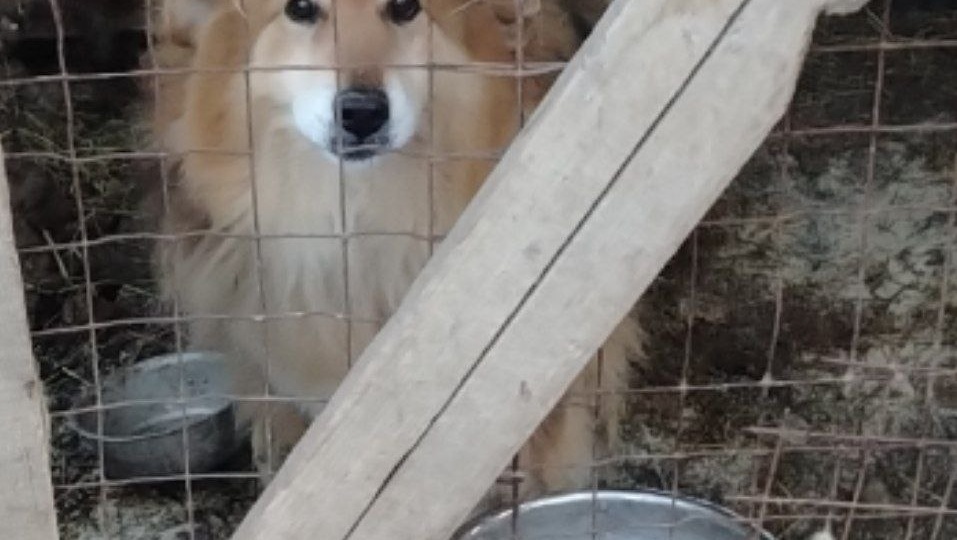 Приют на грани 🙏