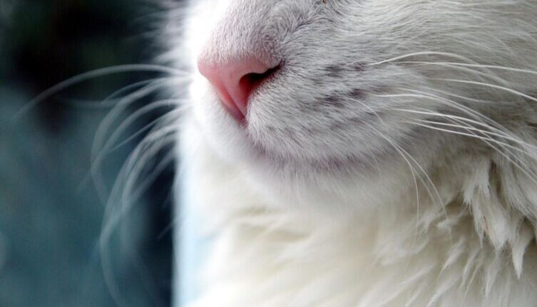    Кулинарная революция по-кошачьи. Часть 1. Как живётся в тени пушистого гения? Фото: по лицензии CC0 Pxhere.com