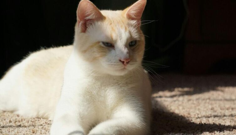    Кулинарная революция по-кошачьи. Часть 2. Кто вернет классику? Фото: Griffin Taylor on Unsplash