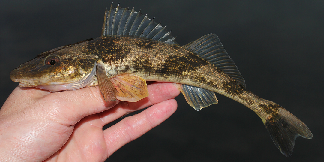 Чоп обыкновенный (Zingel zingel) или Zingel