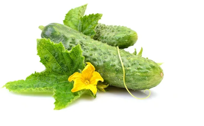 Где в России продаются самые дешевые свежие огурцы?