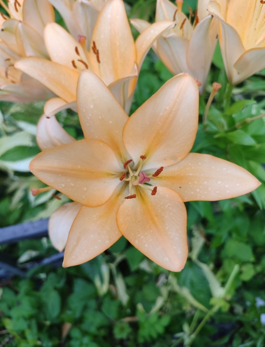 Для иллюстрации статьи, фото автора