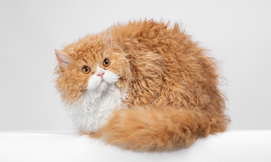 Кудрявое чудо: откуда у кошек берутся волнистые шубки