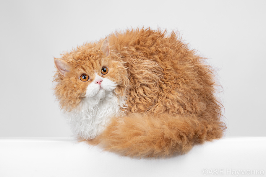 Волнистое чудо — селкирк-рекс из питомника Allada Cat