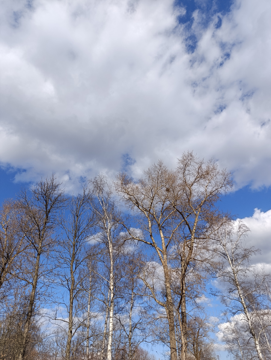 Появились гнезда 