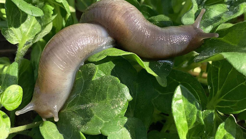 Слизней как не бывало: нашла советский трюк для быстрого избавления от вредителей - сбегут с огорода за день