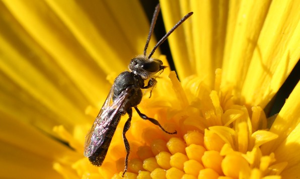 Насекомое - insect