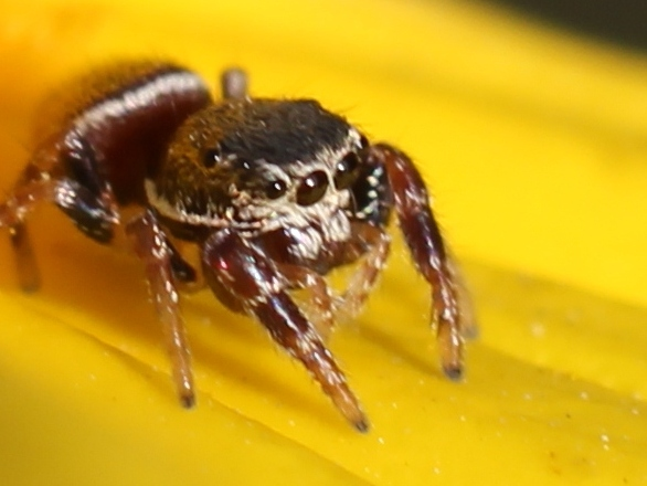 Насекомое - insect. Восьмиглазый паучок