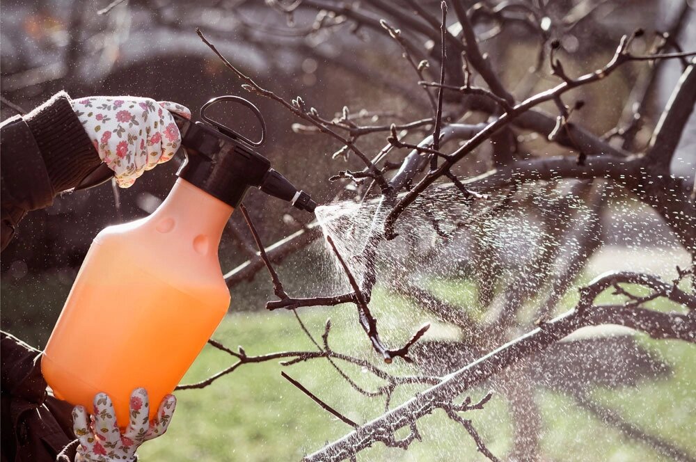    Очень важно обработать растения от вредителей. Фото: istockphoto.com