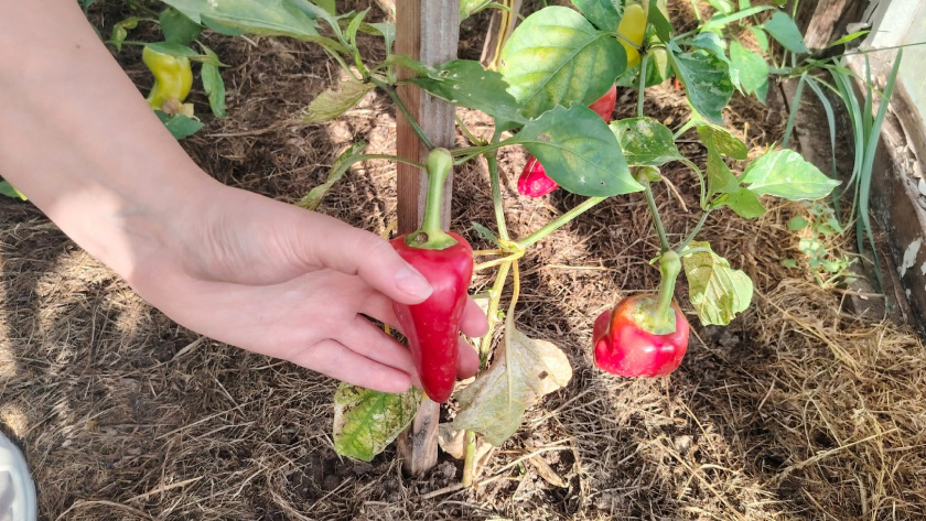    Автор фото - Анна Ефимова