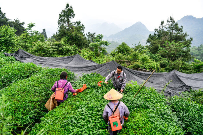    Изображение, иллюстрирующее, как экстракт матчи может изменить рынок антигистаминных средств и повлиять на нейробиологию.