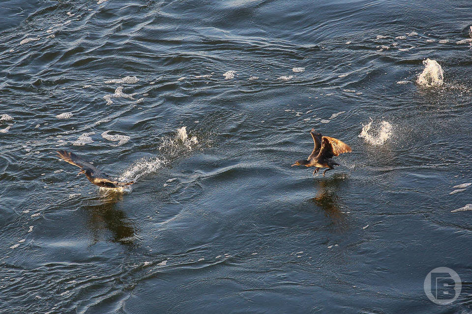    Фото: Дмитрий Рогулин / "Городские вести"