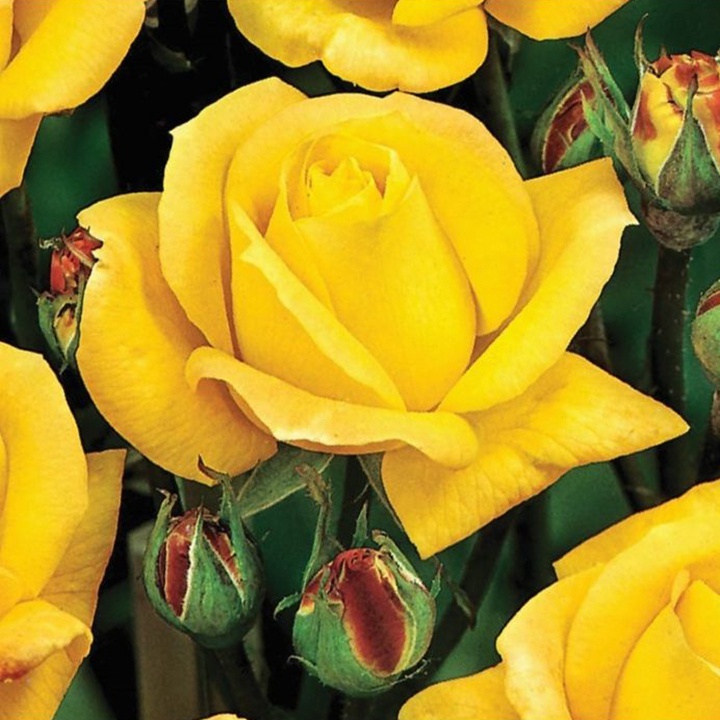 Фото Розовый сад Шэнлун