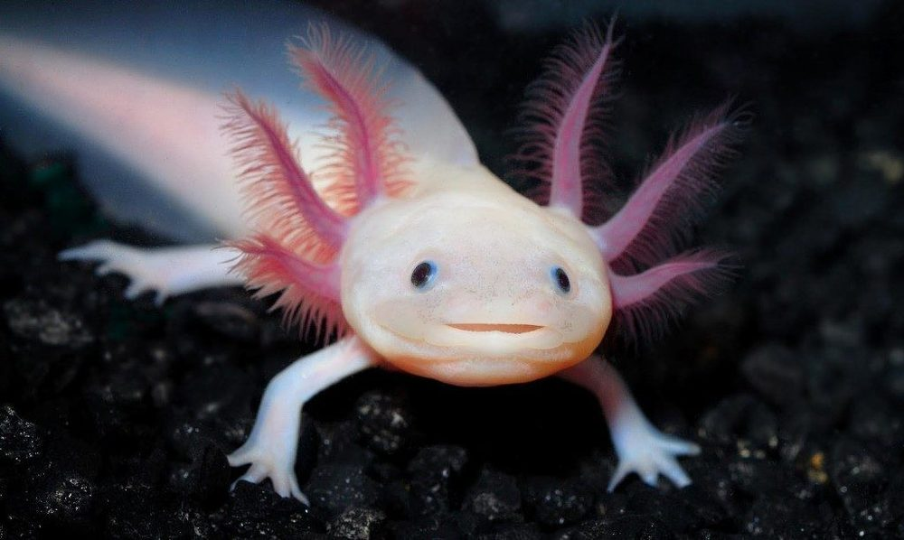 ����������� ���������� ��������� ���� �������� �������������� ���������. �� ��, � ������� �� �������, �� ��� ����� ���������� �� �������� ���������, ����� � �� ���������� ��� ���� �������� ��������� 30%.