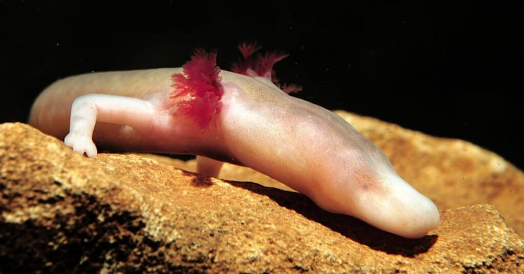 Чешуи нет, глаза запаяны...