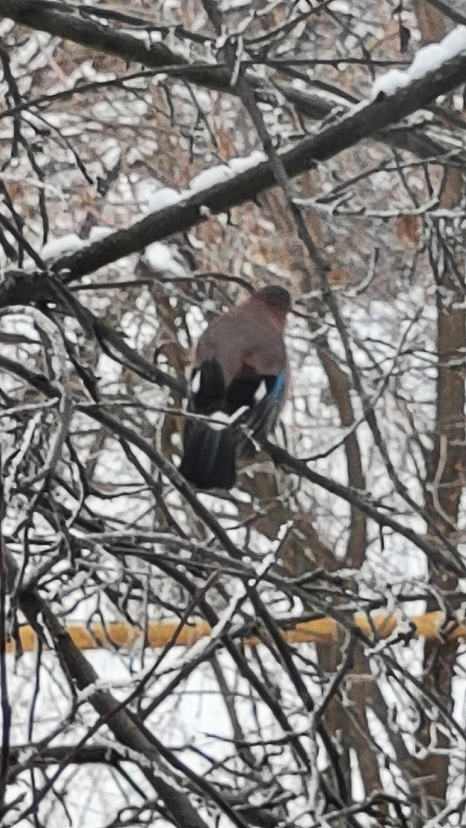 Зимняя фотография