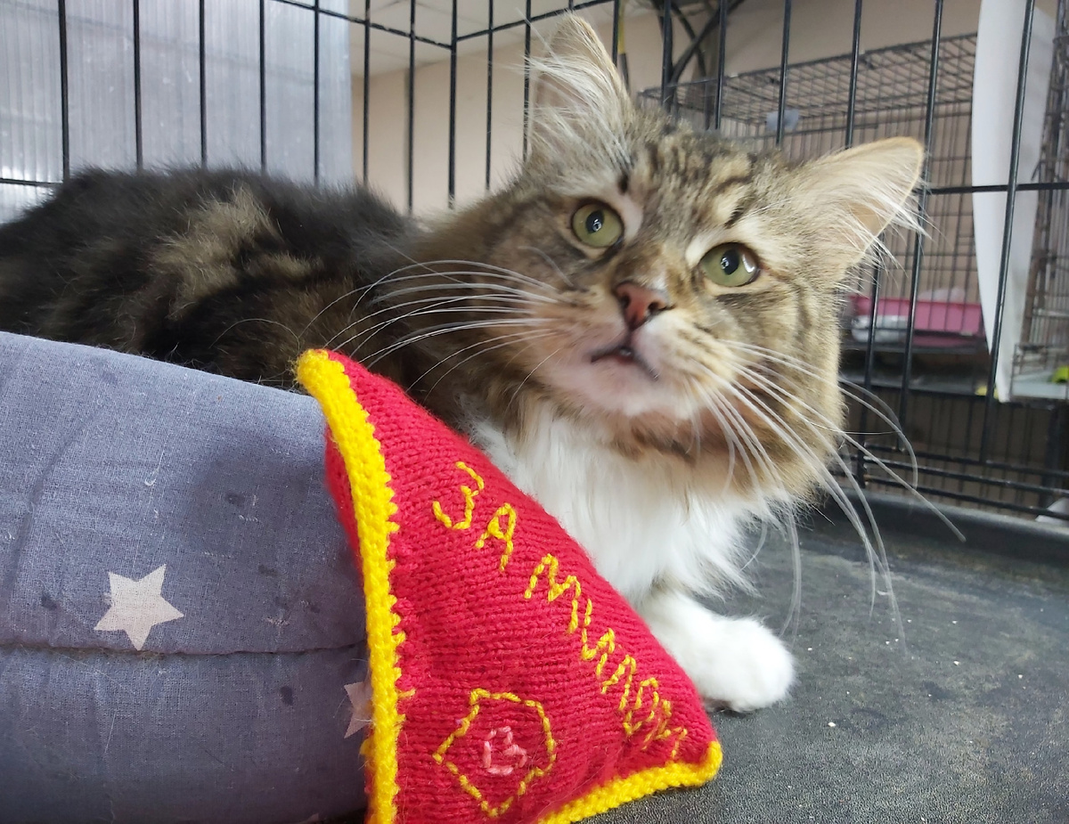 Вымпел – постоялец приюта.