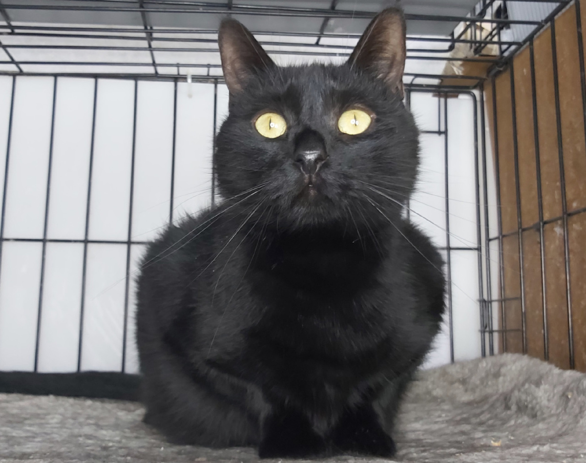 Джункер – постоялец приюта.