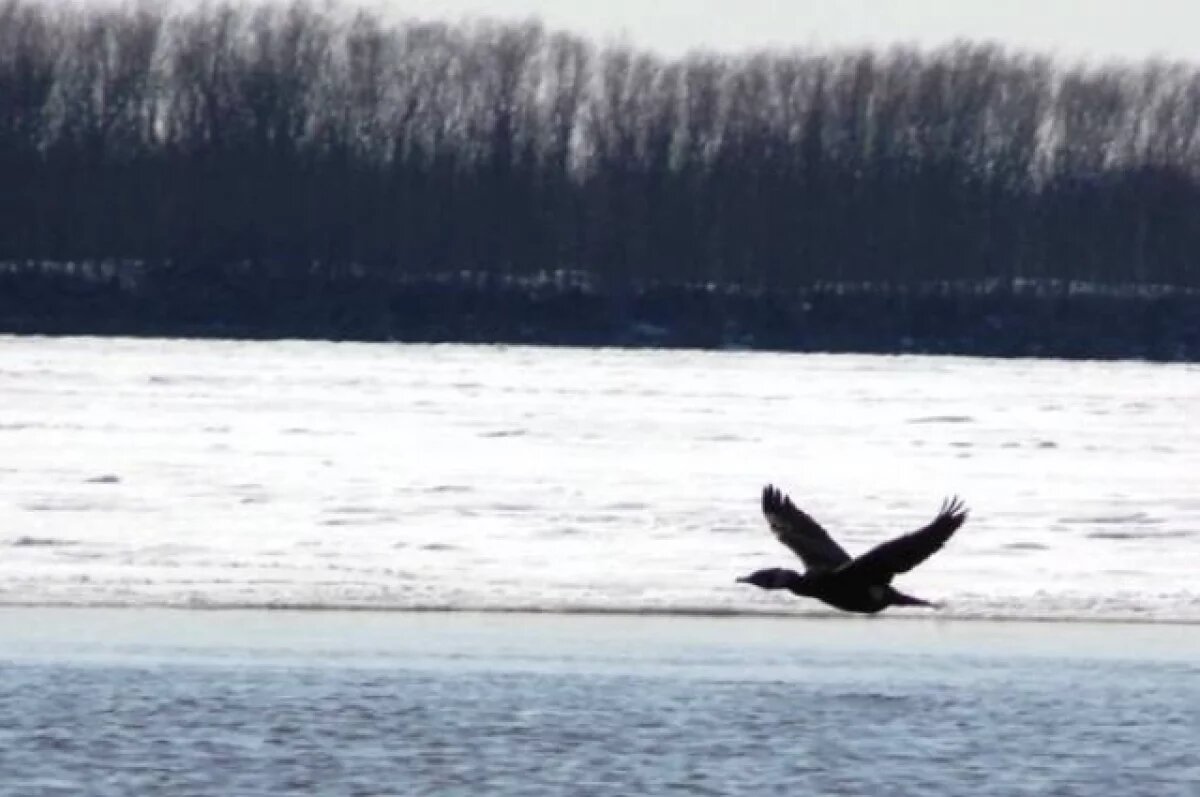    В Алтайском крае действует разрешение на отстрел бакланов