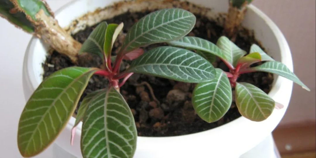 Почему молочай гниет изнутри при абсолютно сухой почве?