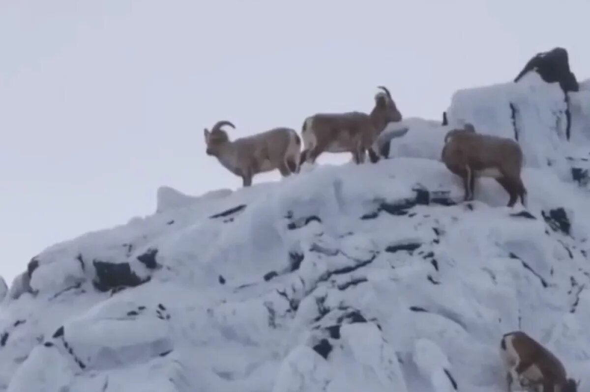    На Камчатке снежные бараны вышли к скале Верблюд между вулканами