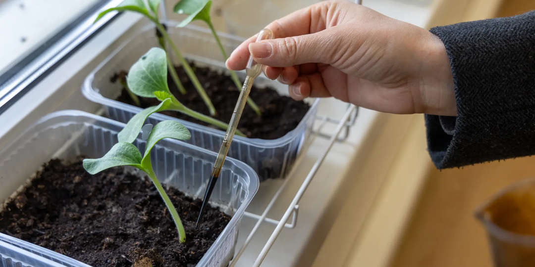 Учёные СФУ создают базу растений для очистки загрязнённых почв