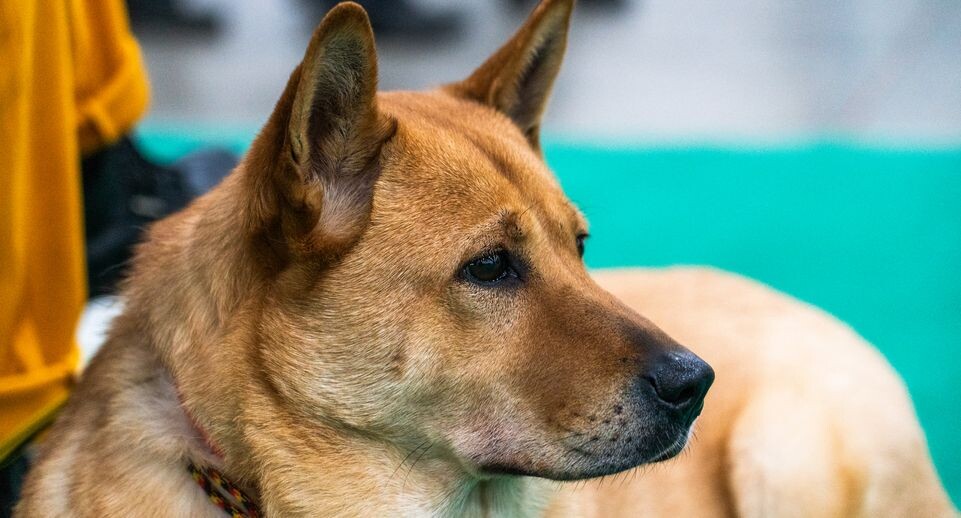    Фестиваль любви к домашним животным «Зоофест эко 2026» в «Крокус Экспо» в Красногорске / медиасток.рф