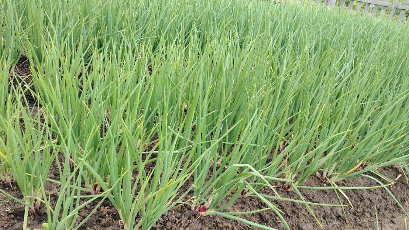    фото из архива редакции