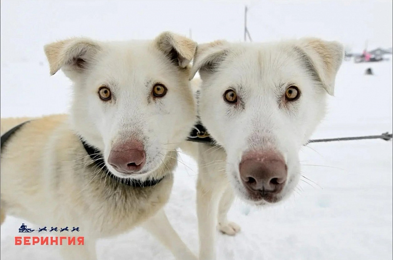 Берингия - 2026