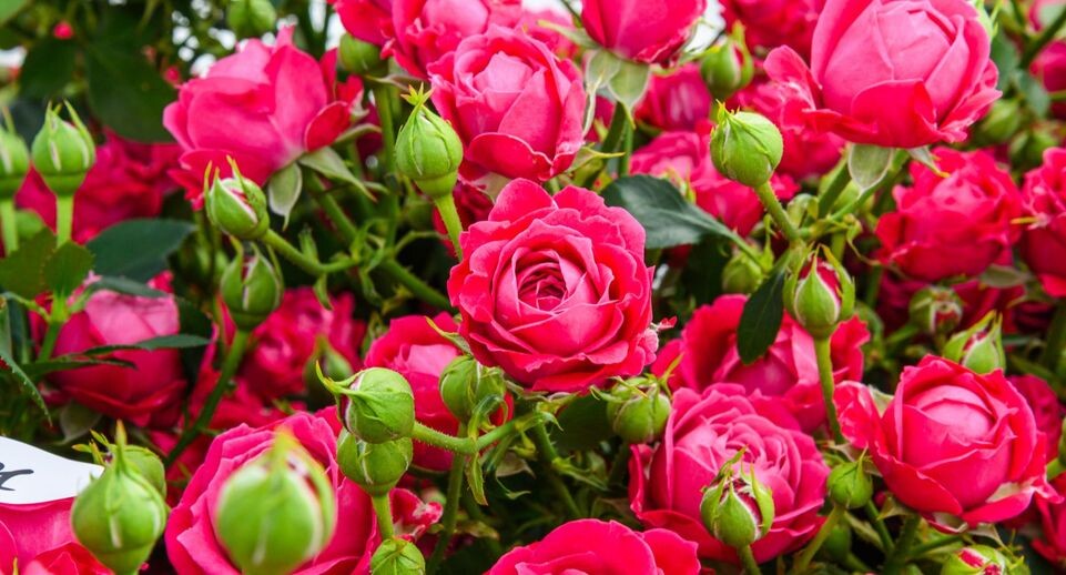    медиасток.рф