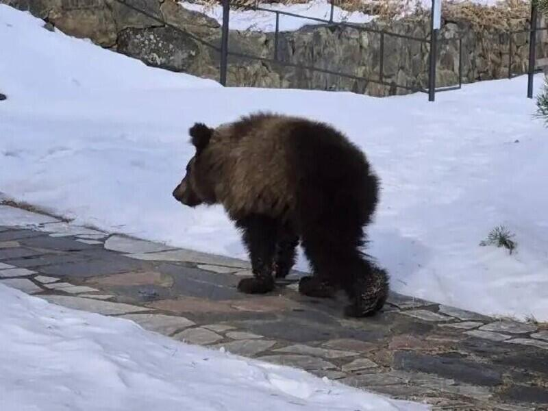 © Фото: t.me/pitomnik_sobak_k9