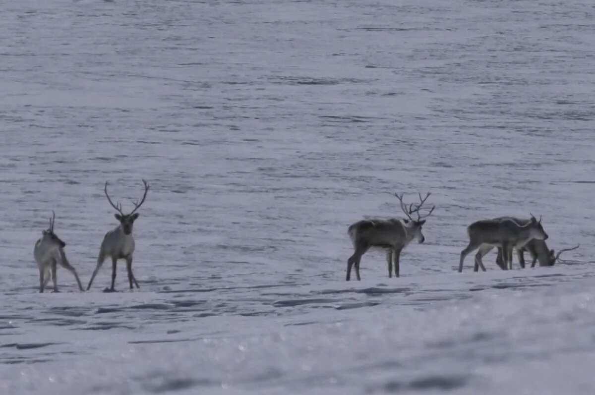    Дикие северные олени могут задержаться в горах на Камчатке из-за снега