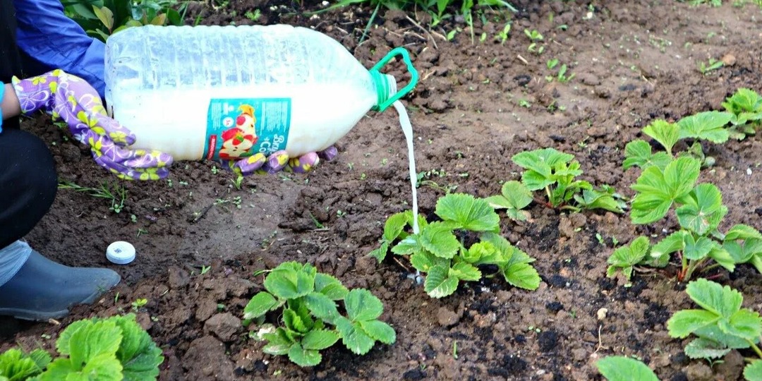 Важная подкормка клубники после таяния снега!