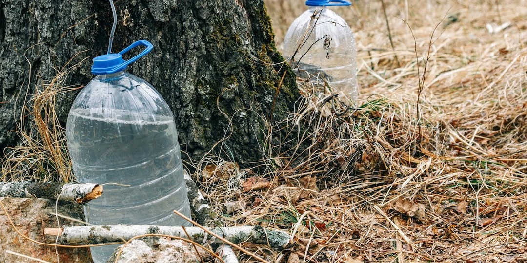 Есть ли штраф за сбор берёзового сока?