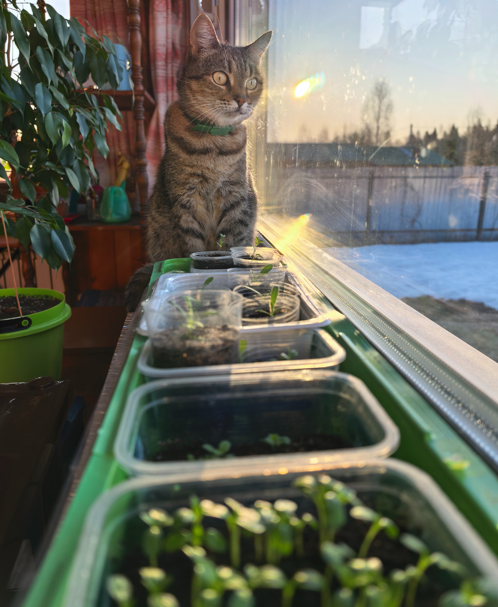 Киса охраняет мою рассаду
