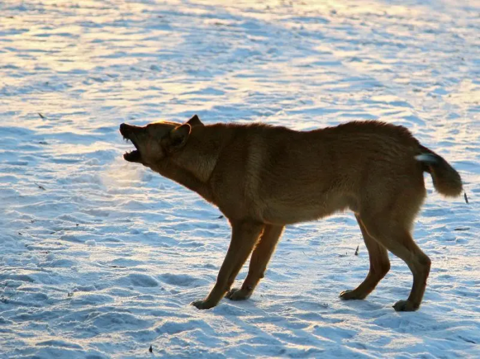 Рейтинг районов по количеству бездомных животных составили в Новосибирске